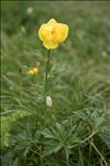 Trollius europaeus L.