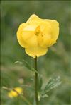 Trollius europaeus L.