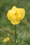 Trollius europaeus L.