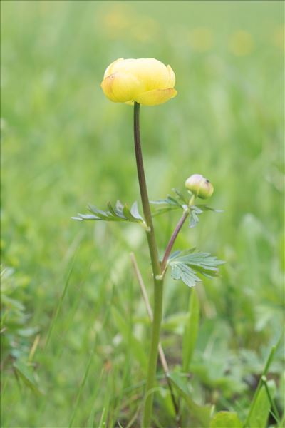 Trollius europaeus L.