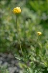 Trollius europaeus L.