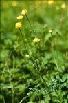 Trollius europaeus L.