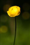 Trollius europaeus L.