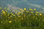 Trollius europaeus L.