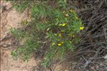 Ulex parviflorus Pourr.