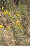 Ulex parviflorus Pourr.