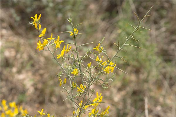 Ulex parviflorus Pourr.