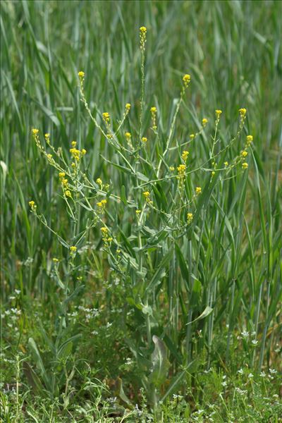 Erucastrum incanum (L.) W.D.J.Koch