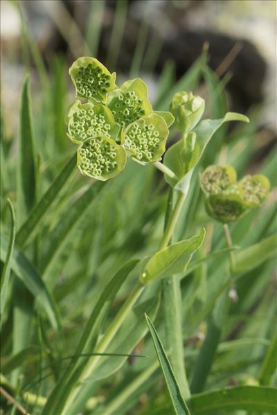 Bupleurum angulosum var. alpinum (Lapeyr.) Larrival