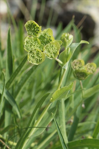 Bupleurum angulosum var. alpinum (Lapeyr.) Larrival