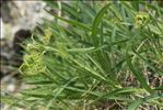 Bupleurum angulosum var. alpinum (Lapeyr.) Larrival