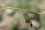 Carex capillaris L.