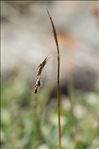 Carex capillaris L.