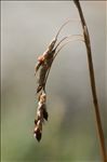 Carex capillaris L.