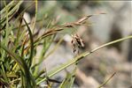 Carex capillaris L.