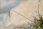 Carex capillaris L.