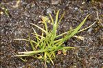 Carex capillaris L.