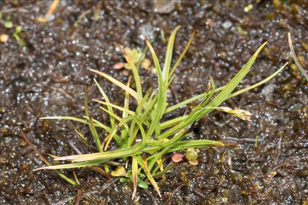 Carex capillaris L.