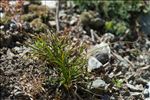 Carex capillaris L.