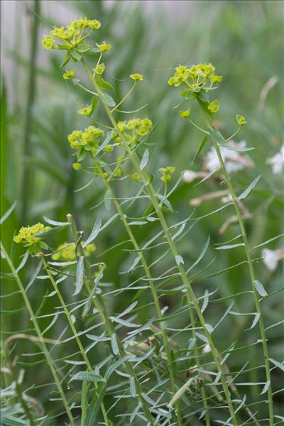 Euphorbia segetalis L.