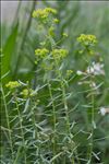 Euphorbia segetalis L. subsp. segetalis