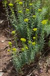 Euphorbia segetalis L. subsp. segetalis