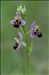 Ophrys scolopax Cav.