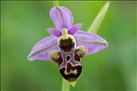 Ophrys scolopax Cav.