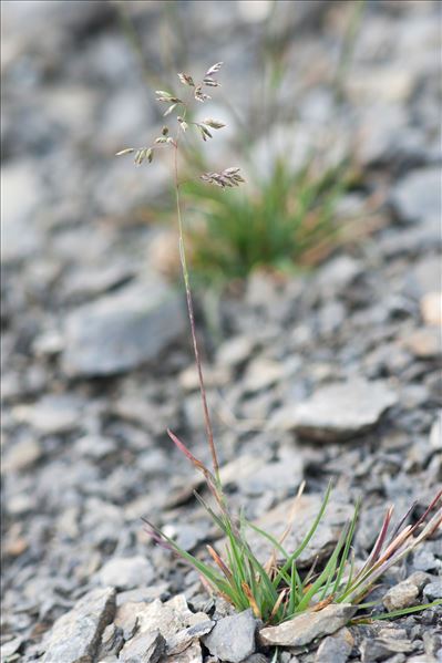 Poa alpina L.