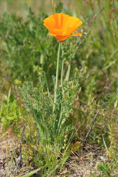 Eschscholzia californica Cham.