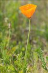 Eschscholzia californica Cham.