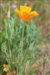 Eschscholzia californica Cham.