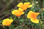 Eschscholzia californica Cham.