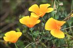 Eschscholzia californica Cham.