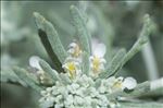 Teucrium capitatum L. subsp. capitatum