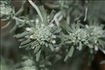 Teucrium capitatum L.