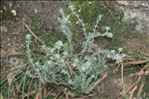 Teucrium capitatum L. subsp. capitatum