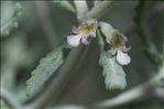 Teucrium capitatum L. subsp. capitatum