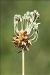 Allium oleraceum L.