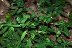 Euphorbia dulcis subsp. incompta (Ces.) Nyman