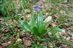 Tractema lilio-hyacinthus (L.) Speta