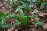 Tractema lilio-hyacinthus (L.) Speta