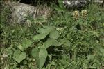 Betonica alopecuros subsp. godronii (Rouy) M.Laínz