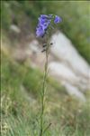 Campanula scheuchzeri subsp. lanceolata (Lapeyr.) J.M.Tison