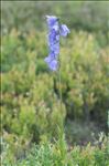 Campanula scheuchzeri subsp. lanceolata (Lapeyr.) J.M.Tison