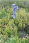 Campanula scheuchzeri subsp. lanceolata (Lapeyr.) J.M.Tison