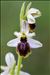 Ophrys arachnitiformis Gren. & M.Philippe