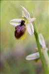 Ophrys arachnitiformis Gren. & M.Philippe