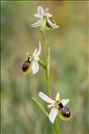 Ophrys arachnitiformis Gren. & M.Philippe
