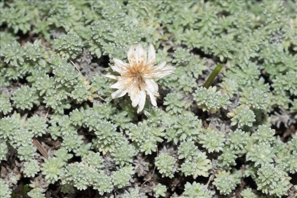 Castroviejoa frigida (Labill.) Galbany, L.Sáez & Benedi